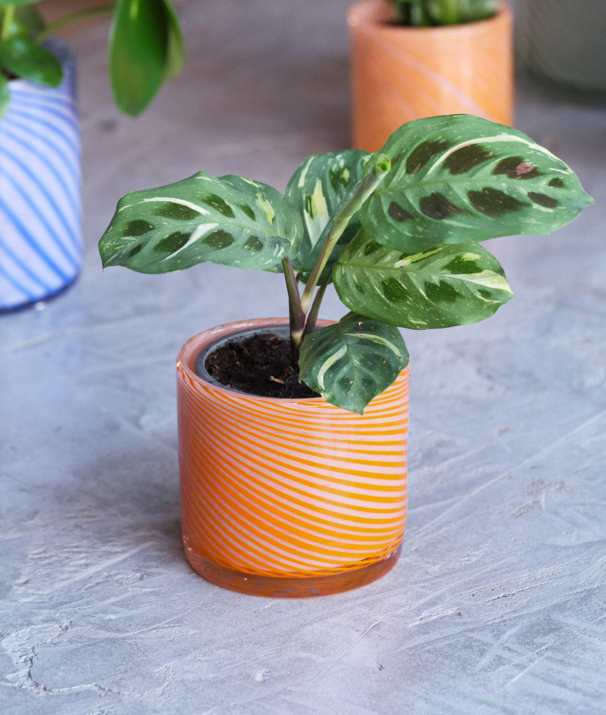 Small Spiral Glass Planter Burnt Orange